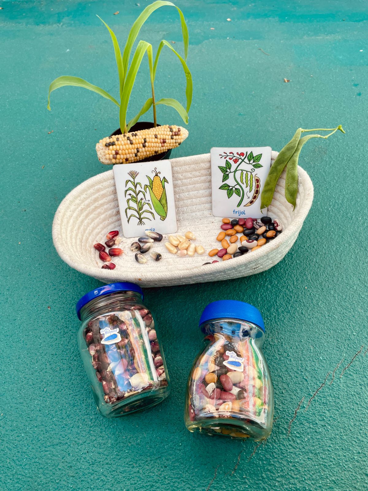 La milpa como jardín vivo