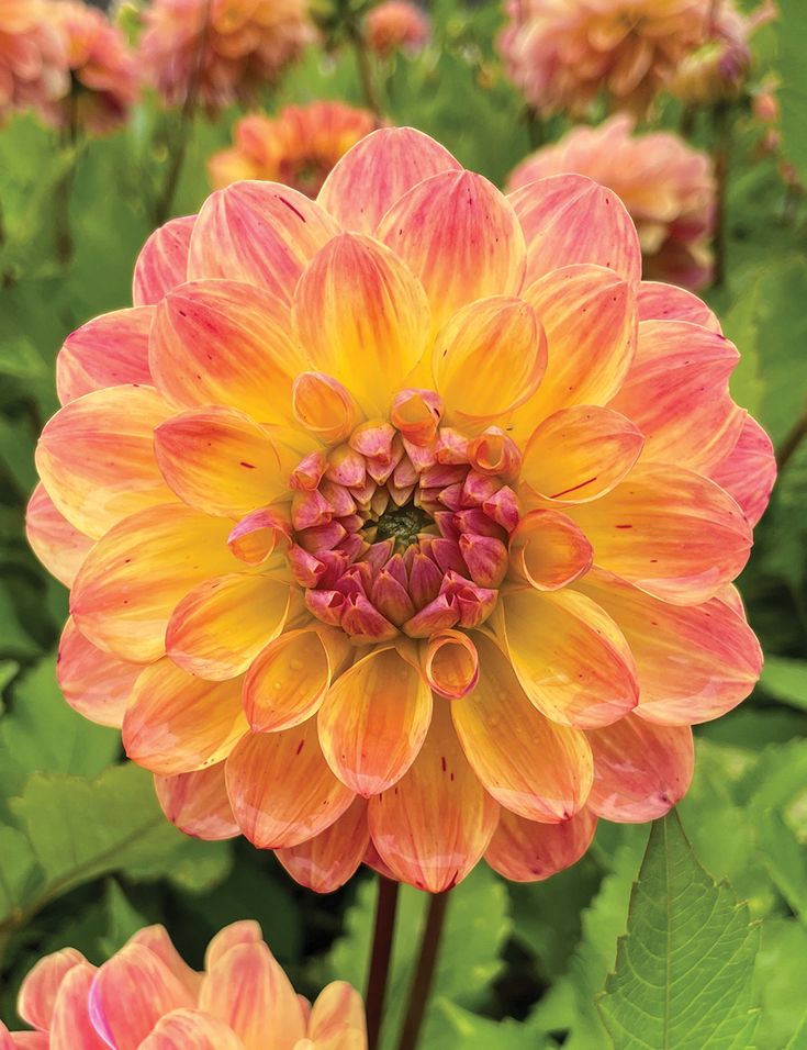 México Florece con la Dalia y la Riqueza de las Flores Endémicas